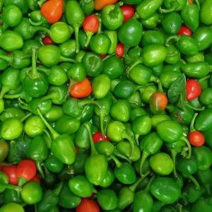 DALLE KHURSANI FRESH( AKABARE )