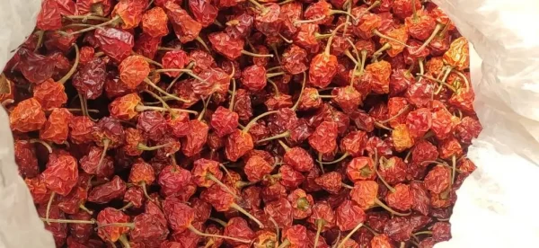 Dalle Dry Chilly 25 gm
