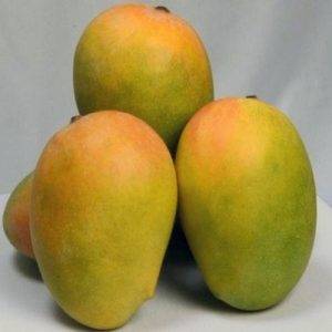 MANGO ( Pakistani  ) 4 PCS