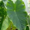 KARKALO SAAG (GAVA)