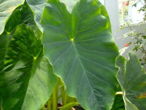 KARKALO SAAG (GAVA)     (NOTE: PRE-ORDER DELIVERY AFTER 5TH AUGUST)