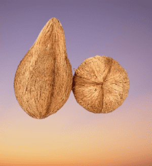 Nepali jatta coconut for puja (1 piece )
