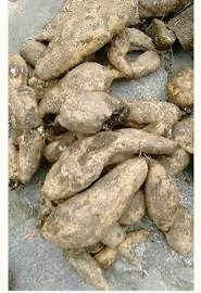 ISKUS KO JARA (500 GM )